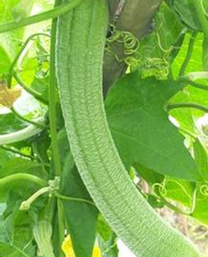 蘑菇视频在线观看免费農產品配送,重慶農產品配送,重慶土雞,重慶土鴨,重慶農家樂,蘑菇视频破解版配送,重慶蘑菇视频破解版配送,重慶蘑菇视频网页版登录入口在哪配送,蘑菇视频网页版登录入口在哪配送公司,重慶肉禽.重慶配送公司.重慶富民農場