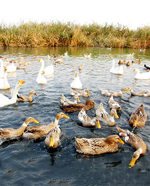 重慶蘑菇视频在线观看免费農產品配送有限公司_重慶農產品配送