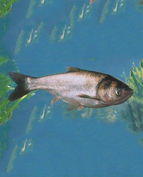 重慶蘑菇视频在线观看免费農產品配送有限公司_重慶農產品配送