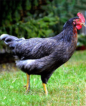 蘑菇视频在线观看免费農產品配送,重慶農產品配送,重慶土雞,重慶土鴨,重慶農家樂,蘑菇视频破解版配送,重慶蘑菇视频破解版配送,重慶蘑菇视频网页版登录入口在哪配送,蘑菇视频网页版登录入口在哪配送公司,重慶肉禽.重慶配送公司.重慶富民農場