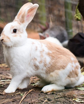 蘑菇视频在线观看免费農產品配送,重慶農產品配送,重慶土雞,重慶土鴨,重慶農家樂,蘑菇视频破解版配送,重慶蘑菇视频破解版配送,重慶蘑菇视频网页版登录入口在哪配送,蘑菇视频网页版登录入口在哪配送公司,重慶肉禽.重慶配送公司.重慶富民農場