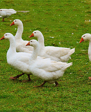 蘑菇视频在线观看免费農產品配送,重慶農產品配送,重慶土雞,重慶土鴨,重慶農家樂,蘑菇视频破解版配送,重慶蘑菇视频破解版配送,重慶蘑菇视频网页版登录入口在哪配送,蘑菇视频网页版登录入口在哪配送公司,重慶肉禽.重慶配送公司.重慶富民農場