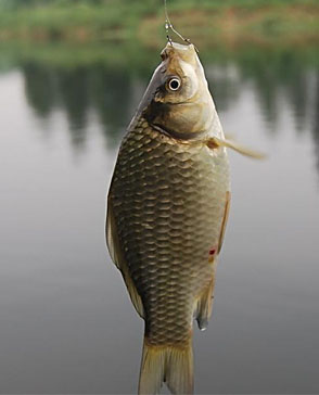 重慶蘑菇视频在线观看免费農產品配送有限公司_重慶農產品配送