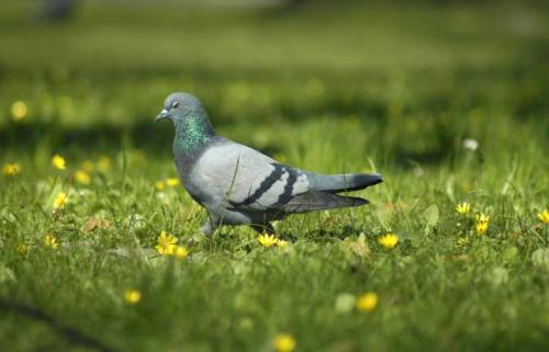 重慶蘑菇视频在线观看免费農產品配送有限公司_重慶農產品配送